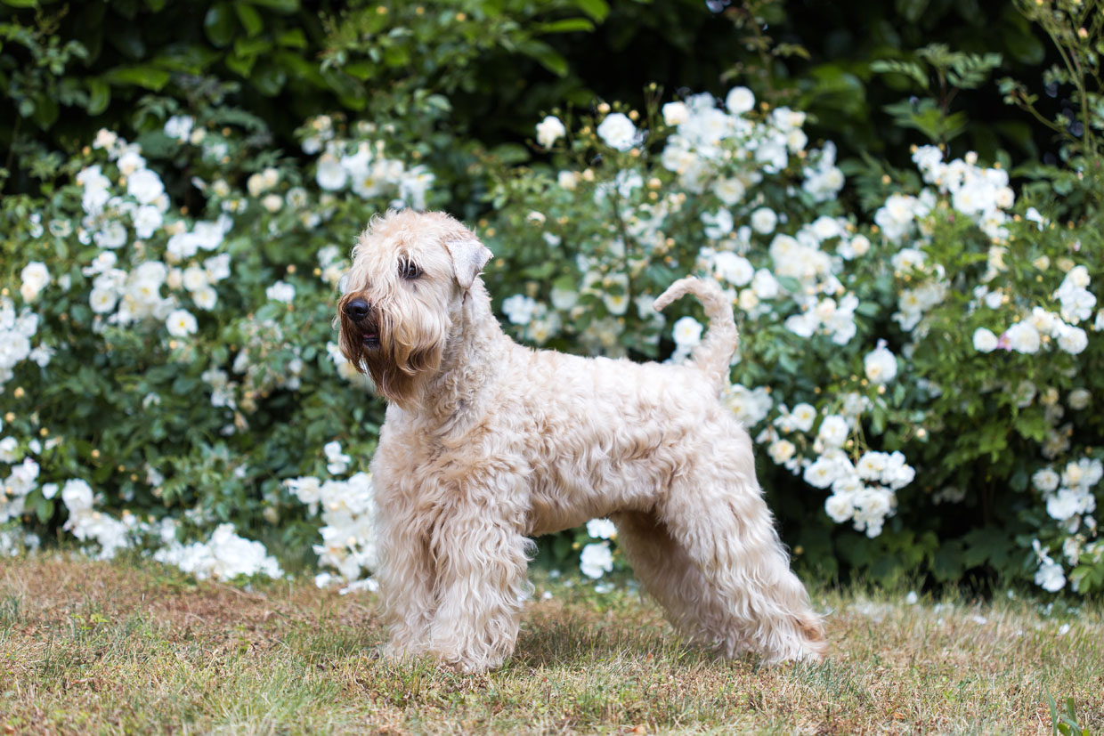 Wheaten Adventurer