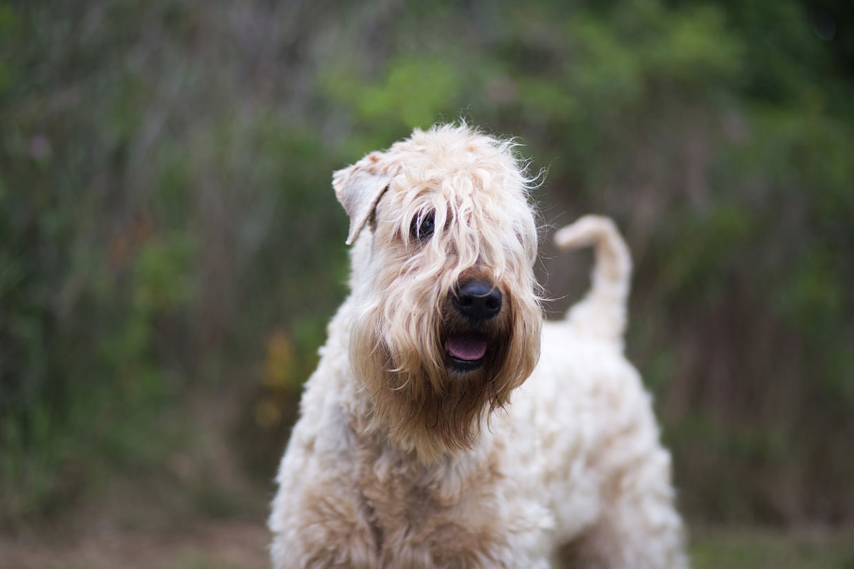 Wheaten Adventurer