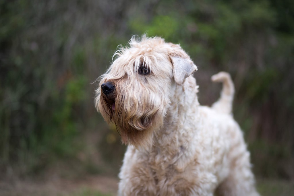 Wheaten Adventurer Date with Duncan, Irish Soft Coated Wheaten Terrier