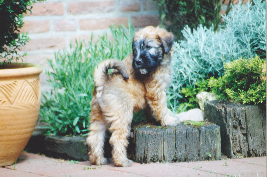 Wheaten Adventurer