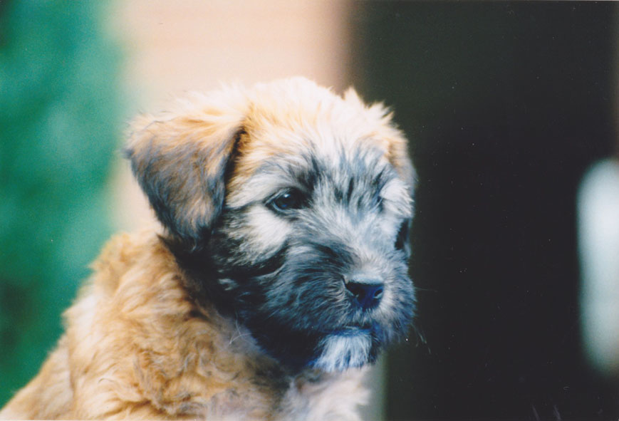 Wheaten Adventurer