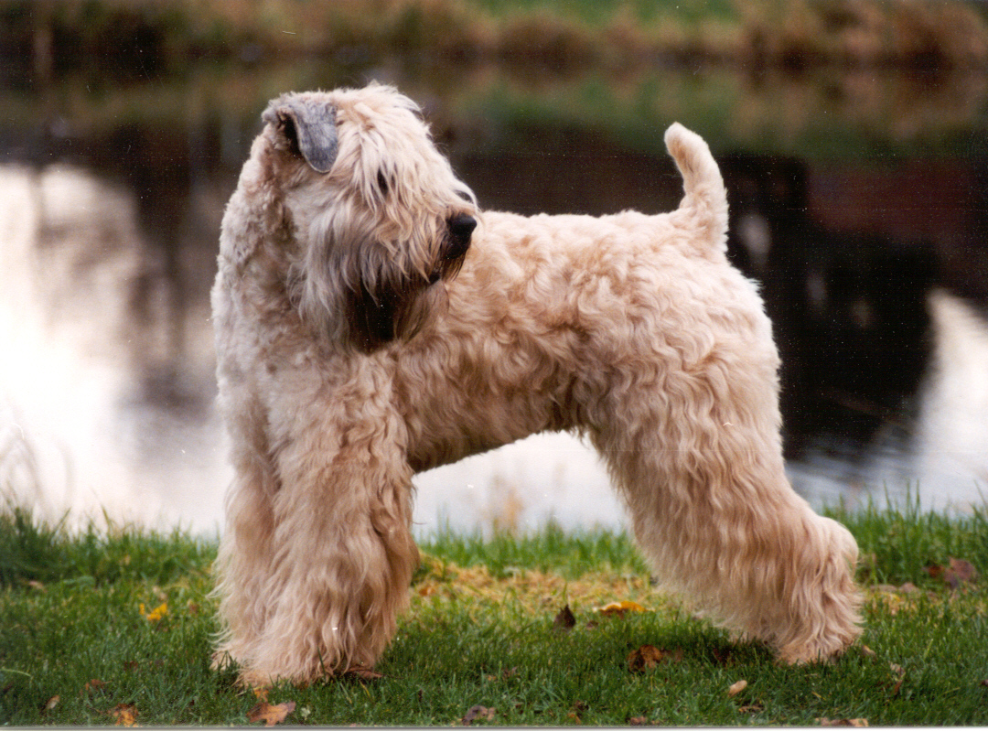 Irish Soft Coated Wheaten Terrier, Wheaten Adventurer