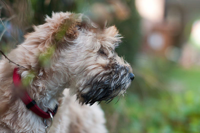 Irish Soft Coated Wheaten Terrier, Wheaten Adventurer