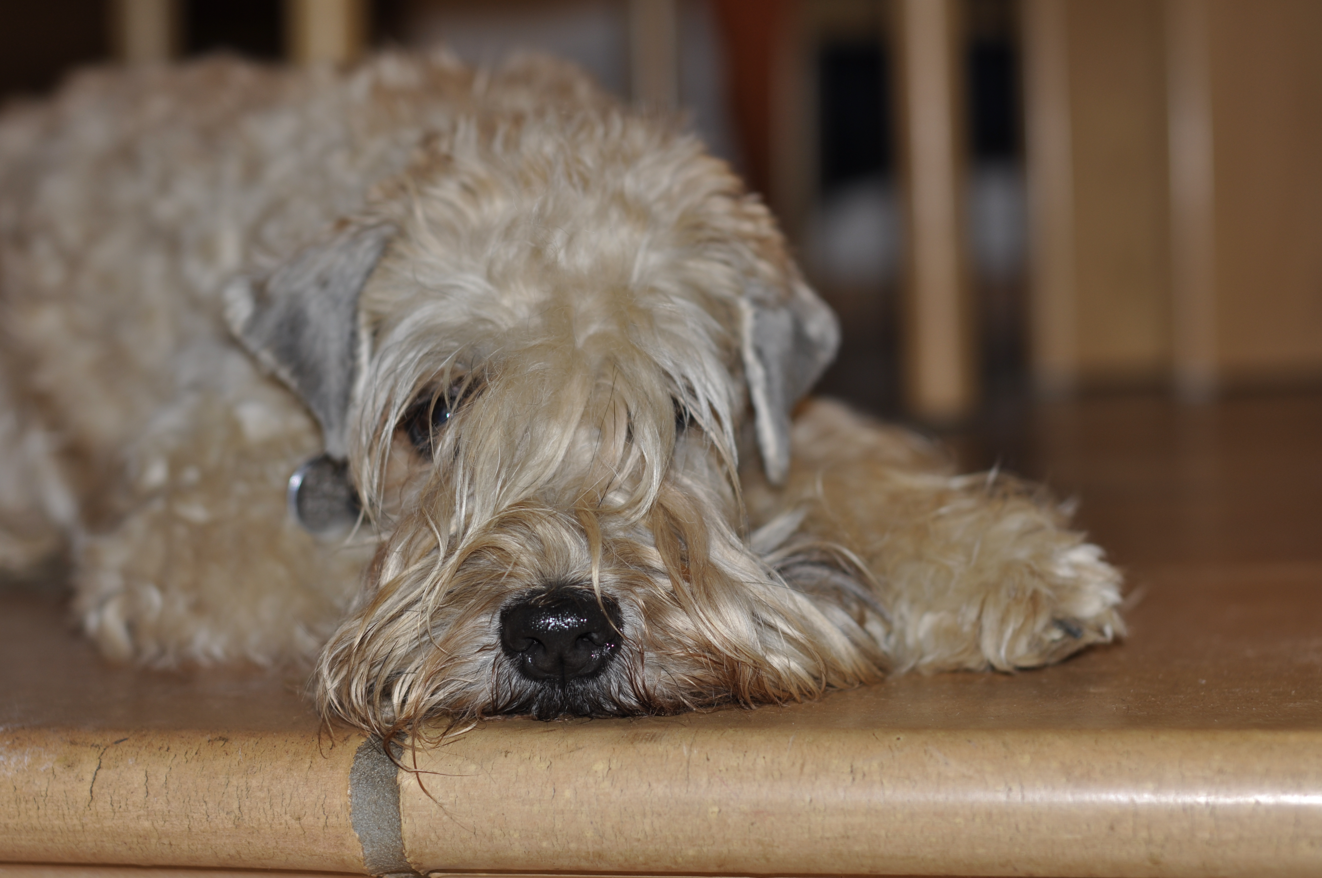 Wheaten Adventurer