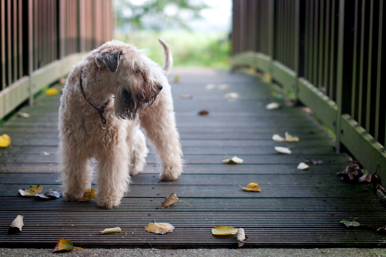 Wheaten Adventurer