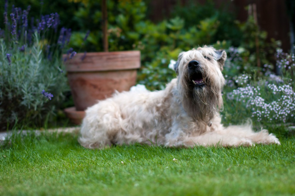 Irish Soft Coated Wheaten Terrier, Wheaten Adventurer