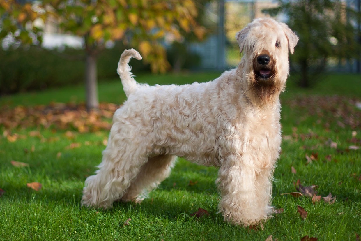 Wheaten Adventurer