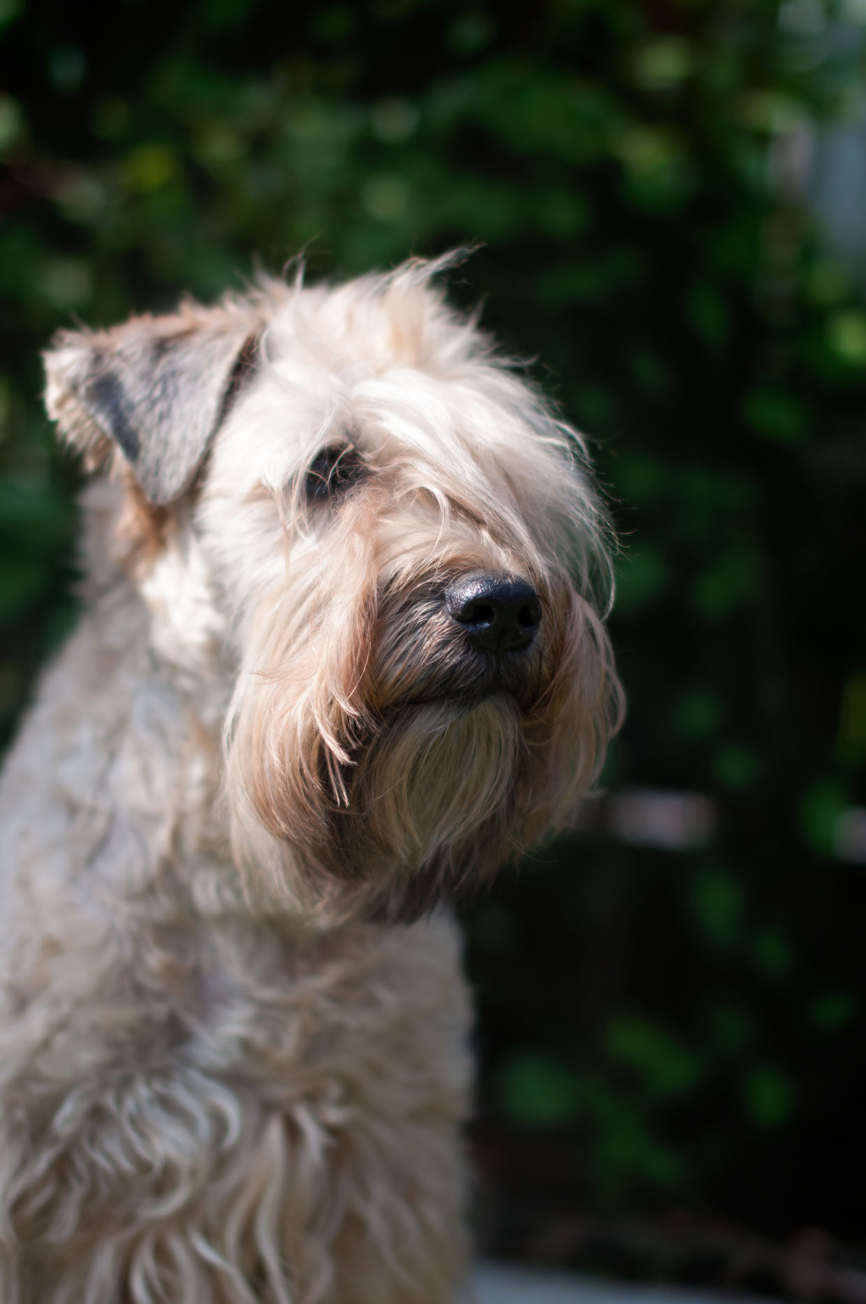 Wheaten Adventurer