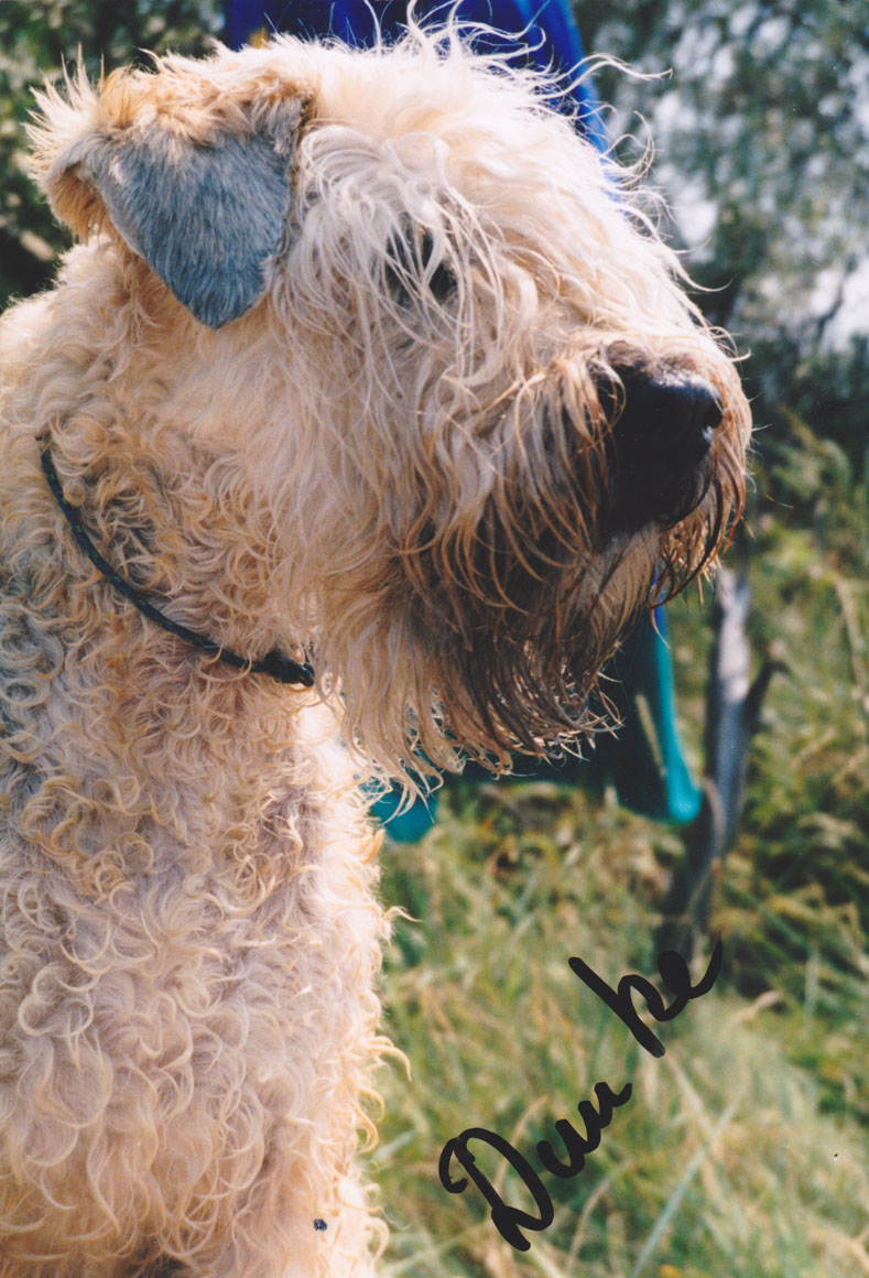 Wheaten Adventurer