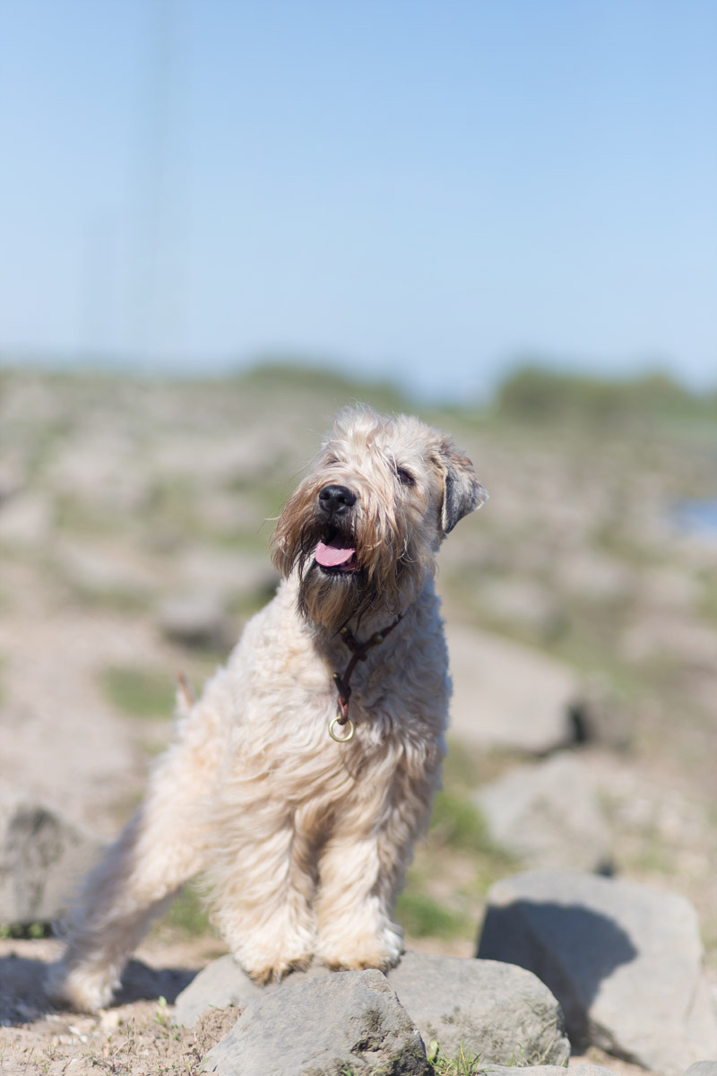 Wheaten Adventurer