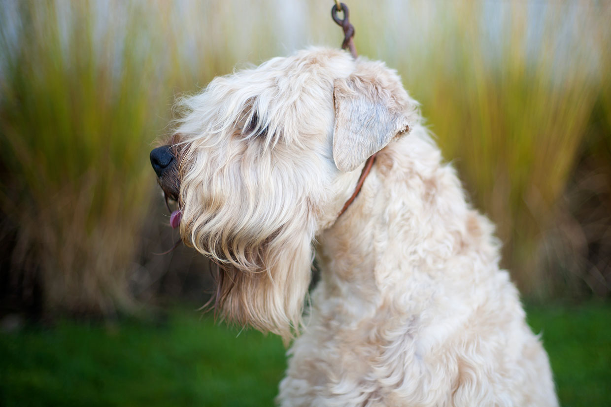 Irish Soft Coated Wheaten Terrier, Wheaten Adventurer