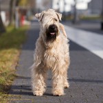 Irish Soft Coated Wheaten Terrier, Wheaten Adventurer,