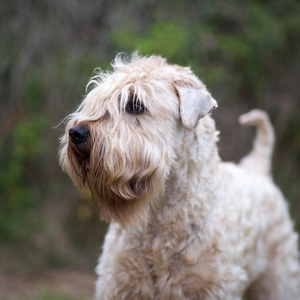 Irish Soft Coated Wheaten Terrier, Wheaten Adventurer,
