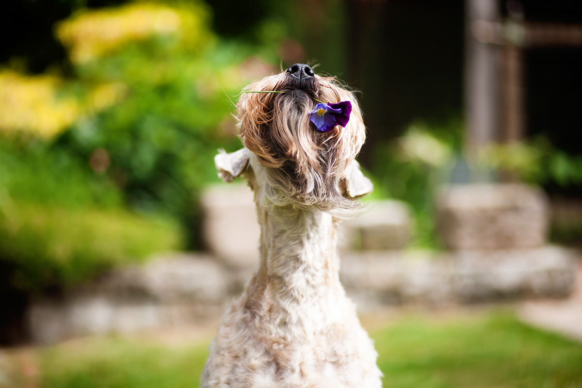 Irish Soft Coated Wheaten Terrier, Wheaten Adventurer