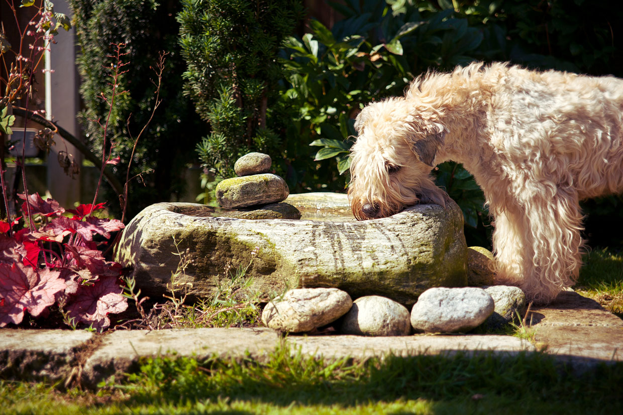 Irish Soft Coated Wheaten Terrier, Wheaten Adventurer, Blanchfleur Wheaten vom Hof Höltring