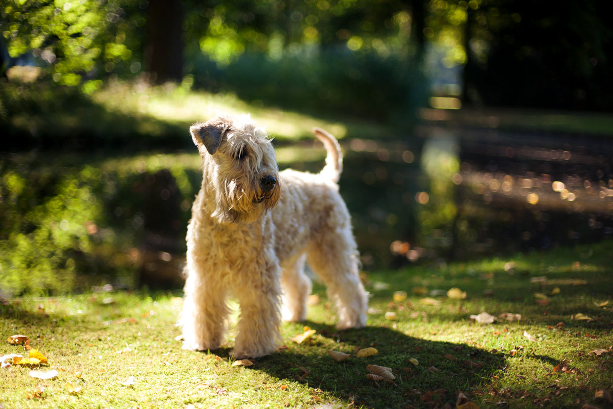 Irish Soft Coated Wheaten Terrier, Wheaten Adventurer, Blanchfleur Wheaten vom Hof Höltring