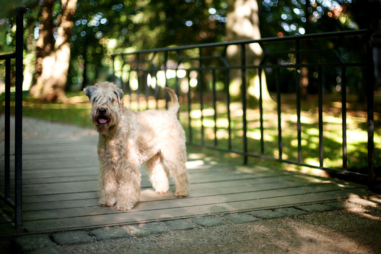 Irish Soft Coated Wheaten Terrier, Wheaten Adventurer, Blanchfleur Wheaten vom Hof Höltring