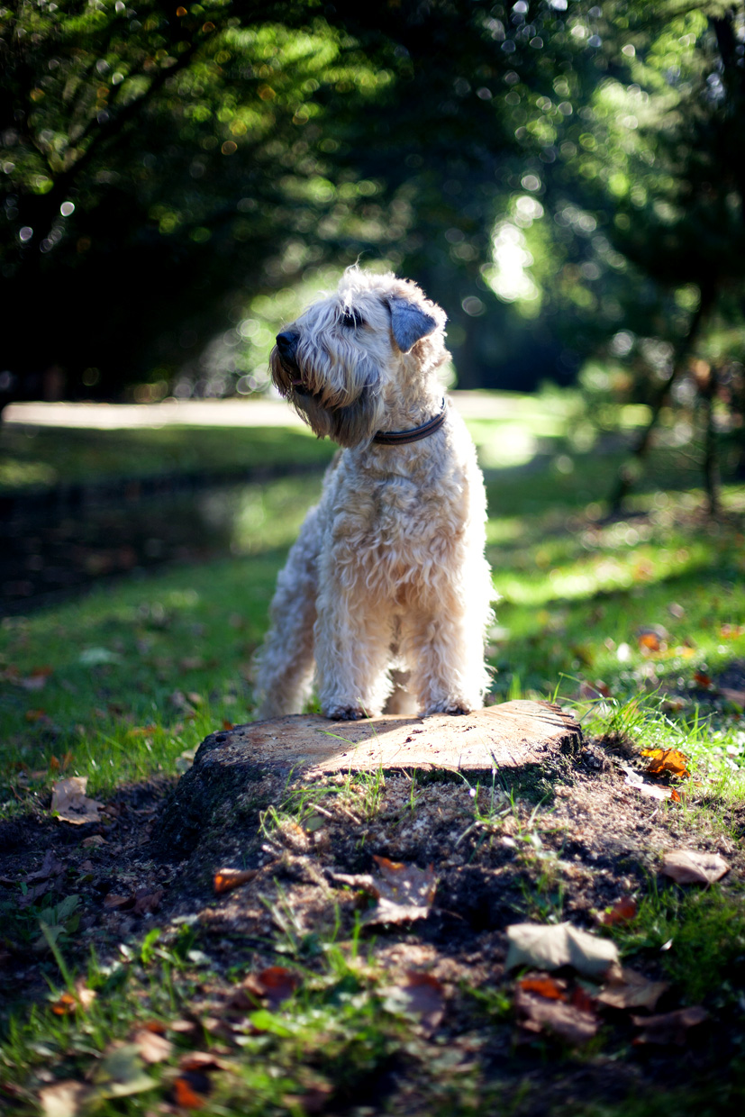 Irish Soft Coated Wheaten Terrier, Wheaten Adventurer, Blanchfleur Wheaten vom Hof Höltring