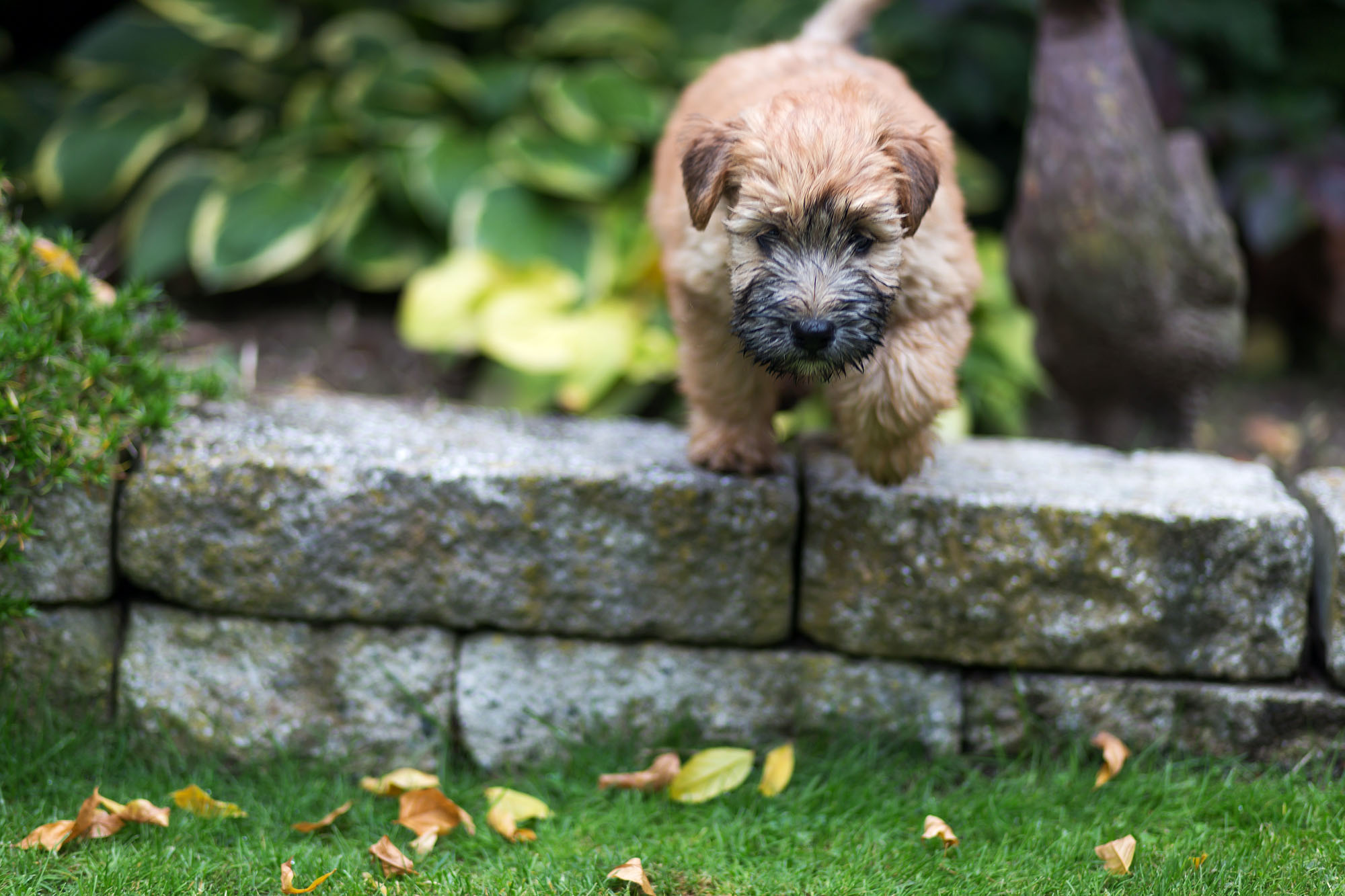 Irish Soft Coated Wheaten Terrier, Wheaten Adventurer, Wheaten my Love Flower Power