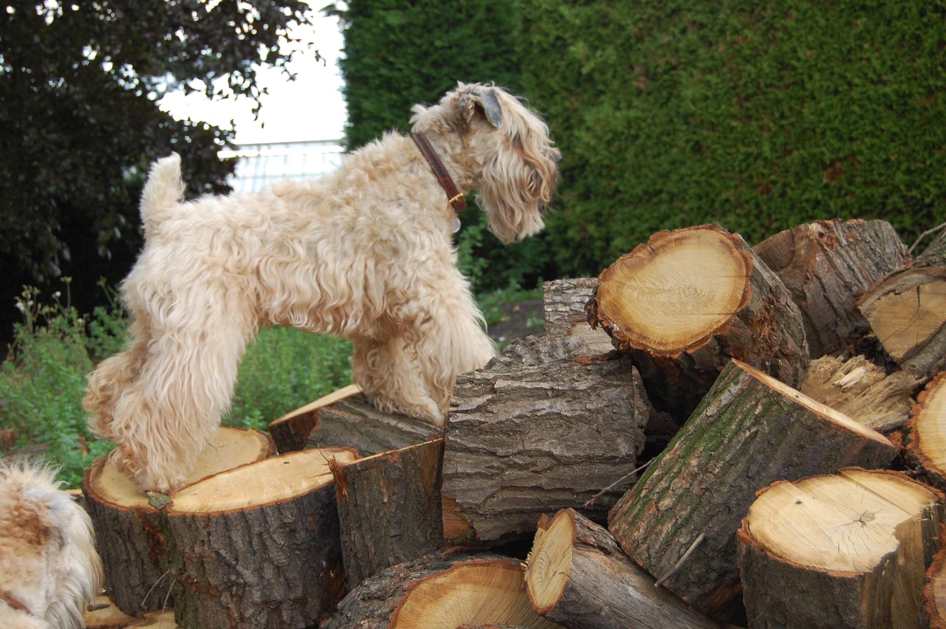 Irish Soft Coated Wheaten Terrier, Wheaten Adventurer