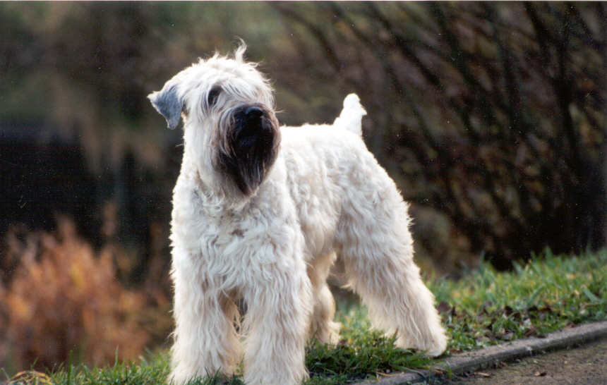 Wheaten Adventurer