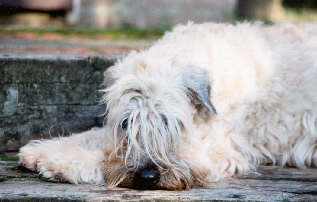 Irish Soft Coated Wheaten Terrier, Wheaten Adventurer