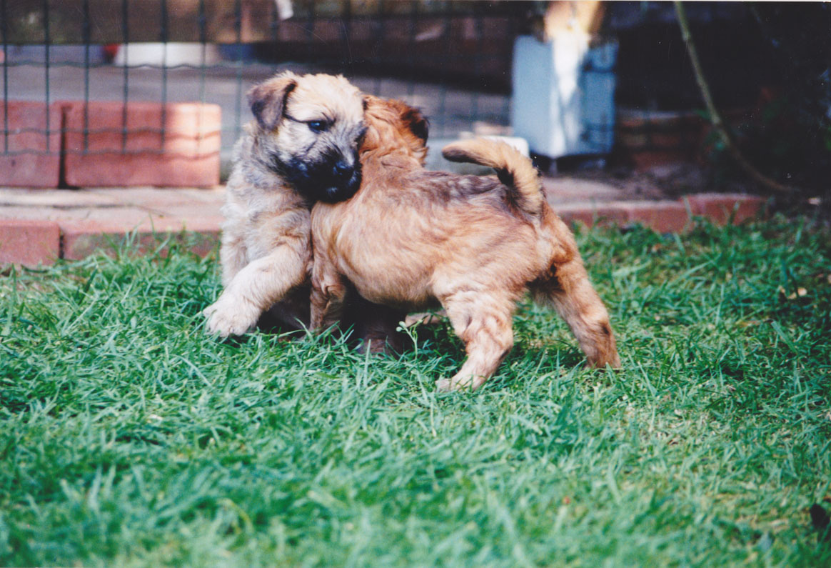 Wheaten Adventurer