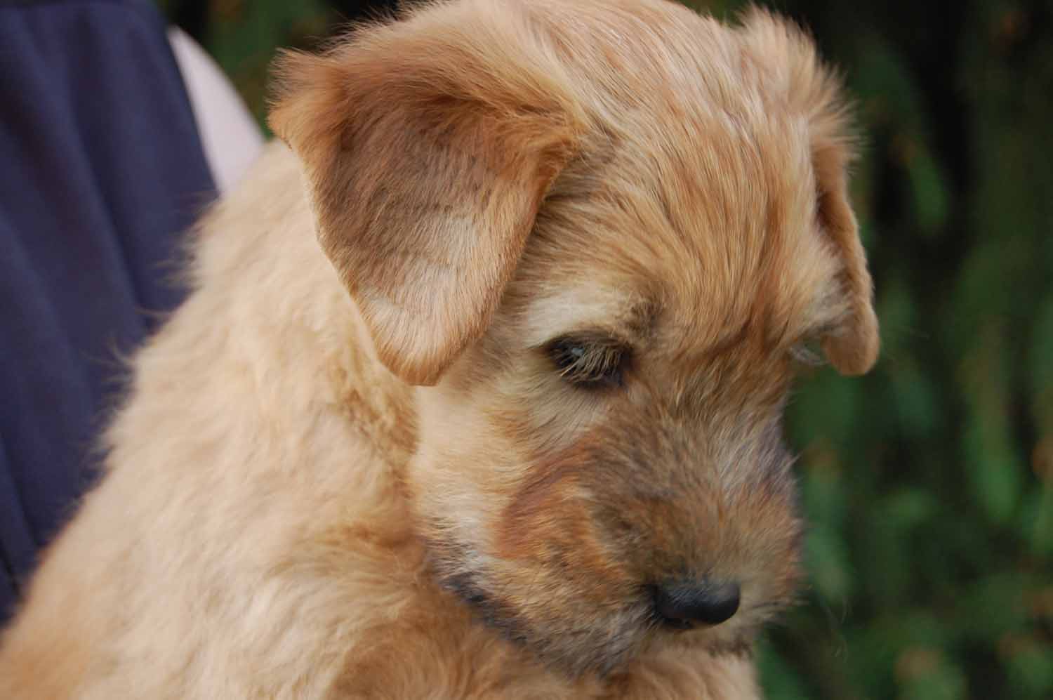 Irish Soft Coated Wheaten Terrier, Wheaten Adventurer, Welpen, Wurf D