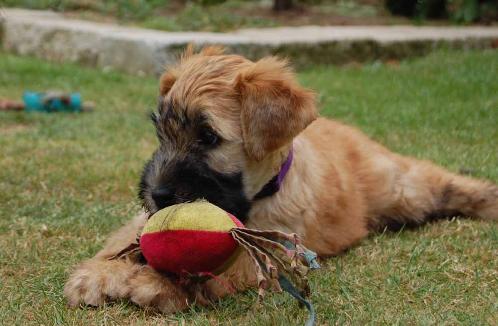 Irish Soft Coated Wheaten Terrier, Wheaten Adventurer, Welpen, Wurf D