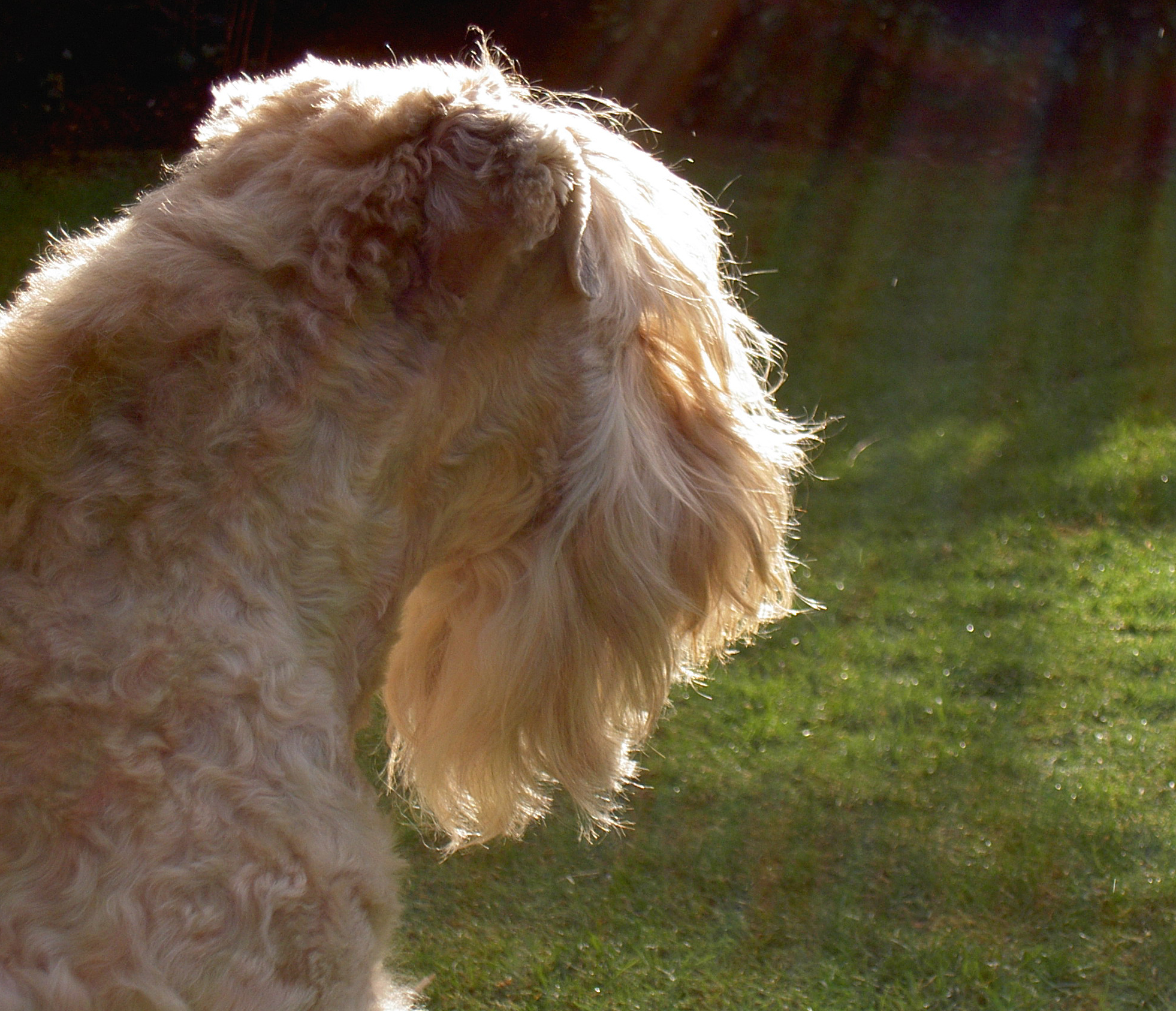 Wheaten Adventurer