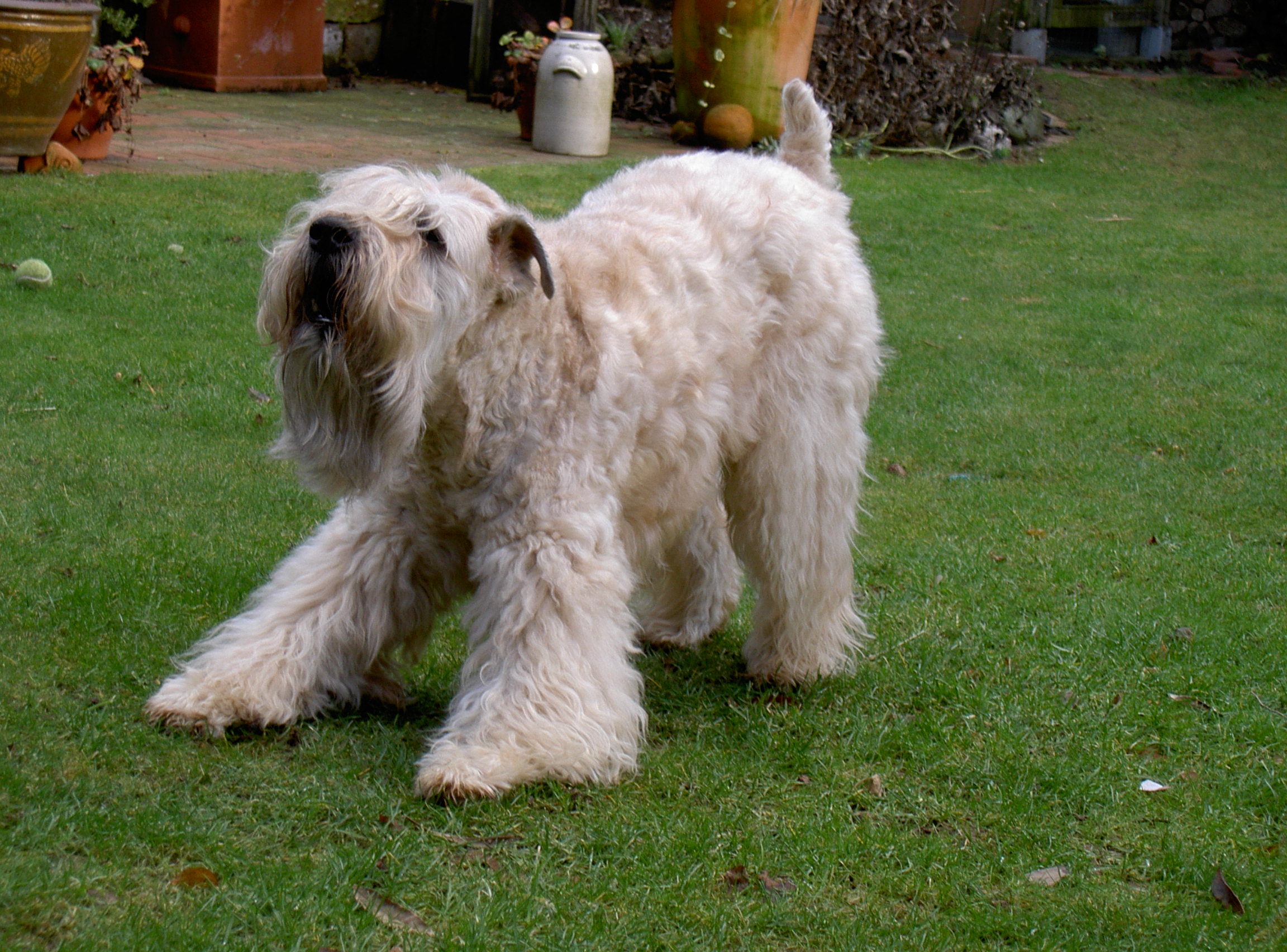 Irish Soft Coated Wheaten Terrier, Wheaten Adventurer