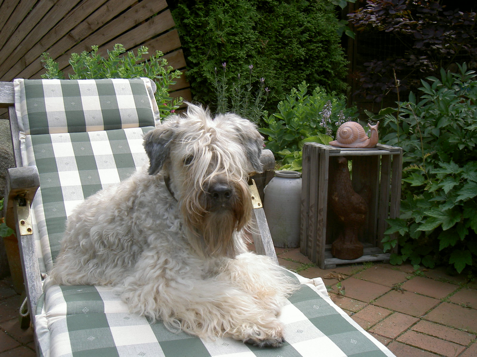 Wheaten Adventurer