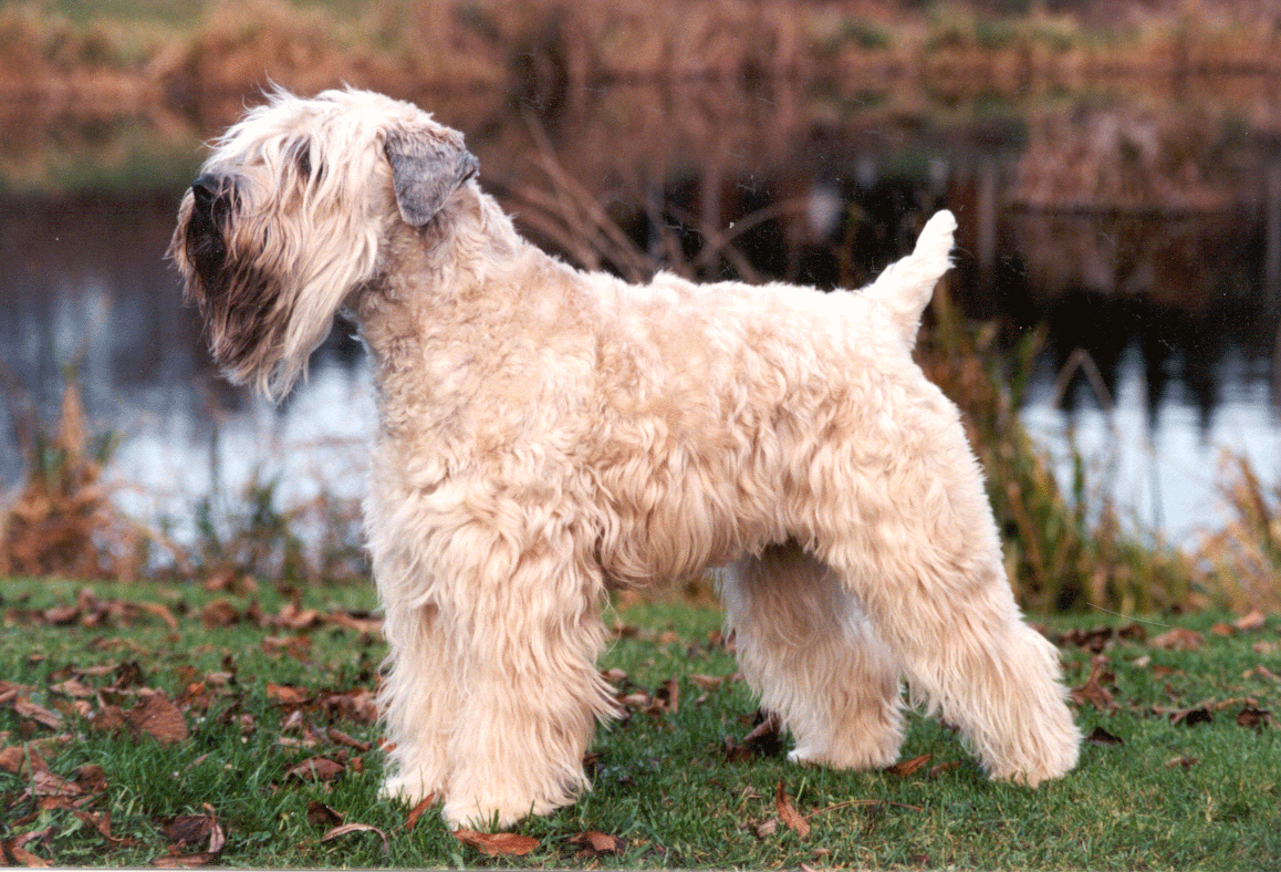 Wheaten Adventurer