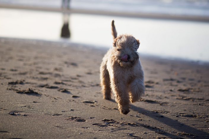 Wheaten Adventurer