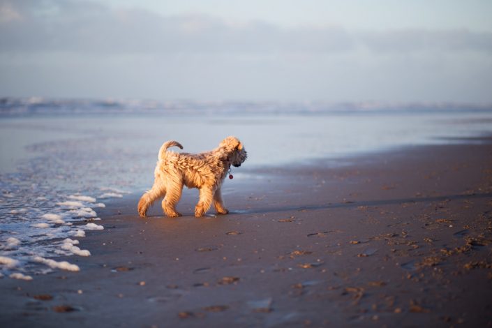 Wheaten Adventurer