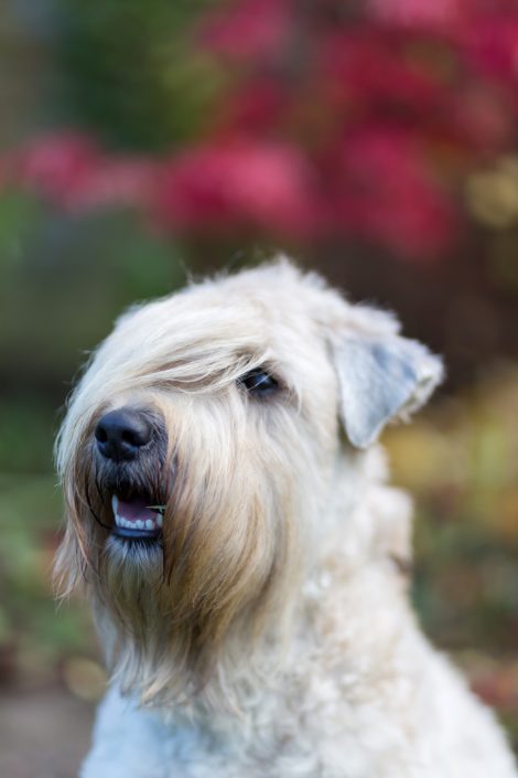 Wheaten Adventurer