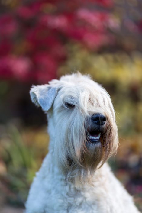 Wheaten Adventurer