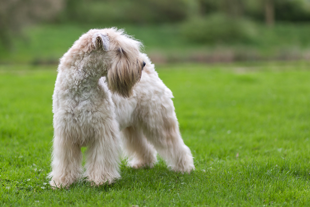 Wheaten Adventurer