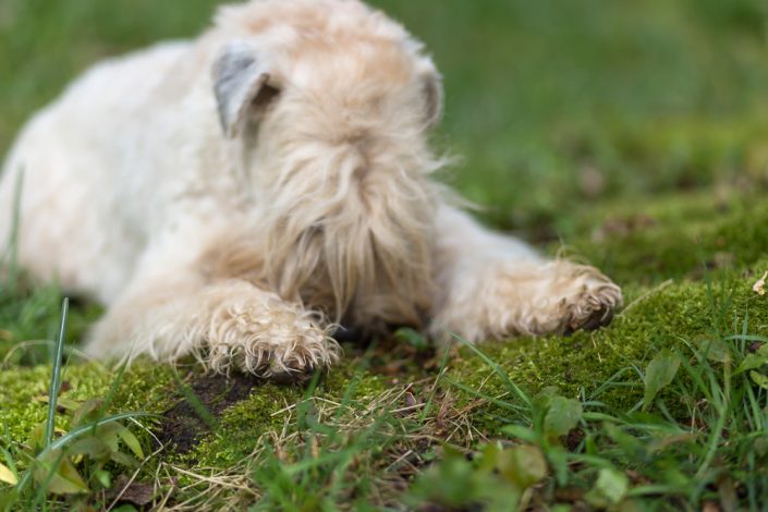 Wheaten Adventurer