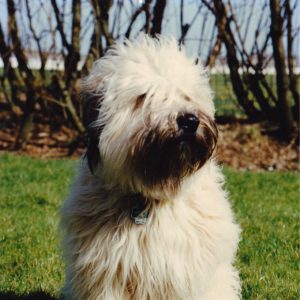 Wheaten